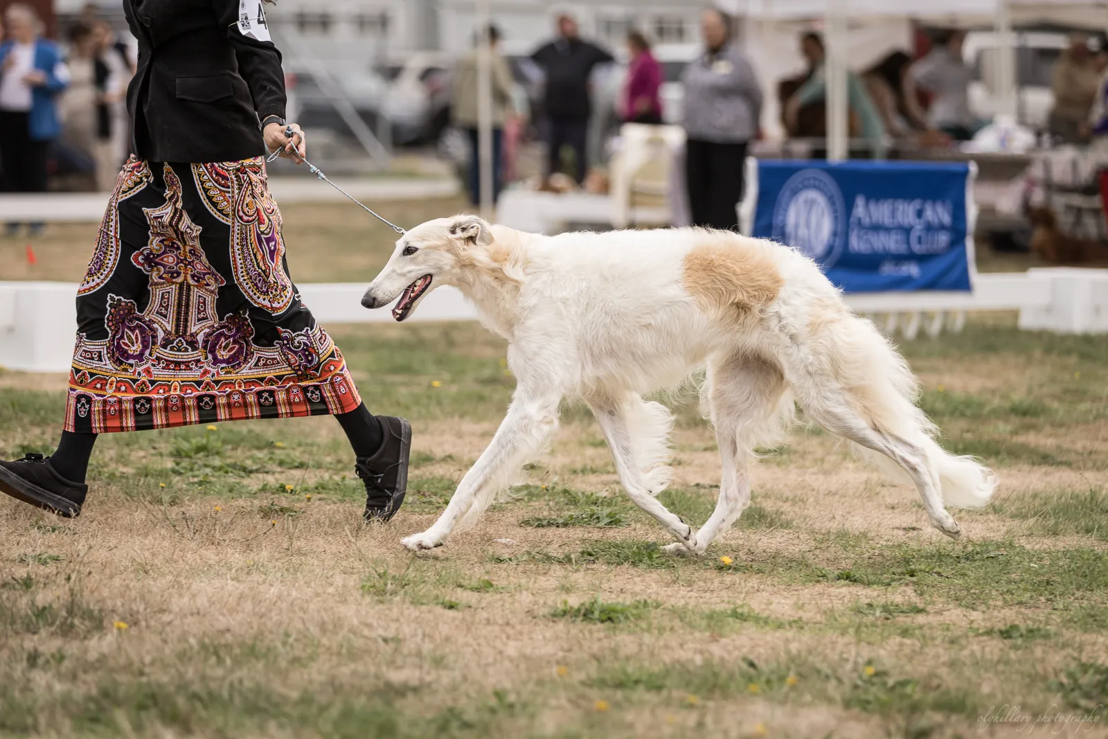 Sky moving in the breed ring, PSBC 2025
