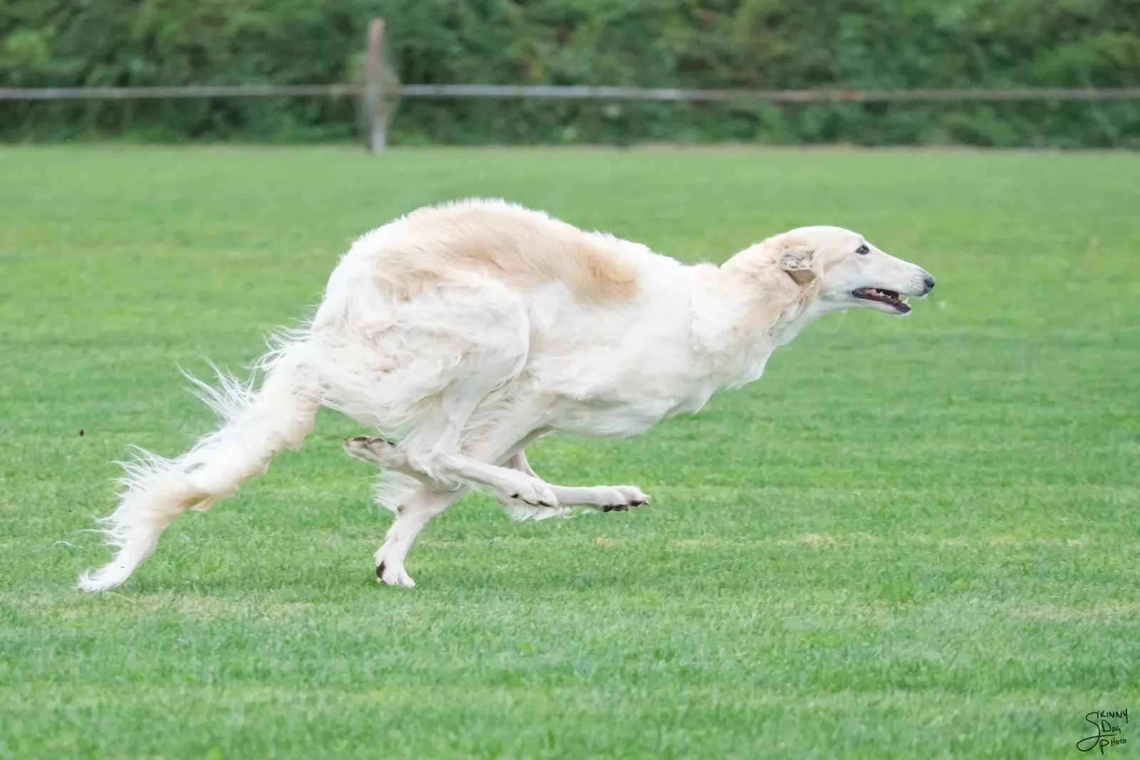 Sky, lure coursing, 2024